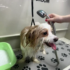 Гигиенический уход для собак и кошек