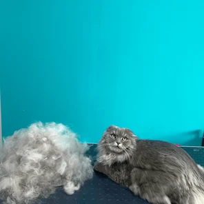 Экспресс-линька для собак и кошек