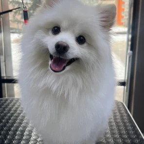 Комплексный уход со стрижкой