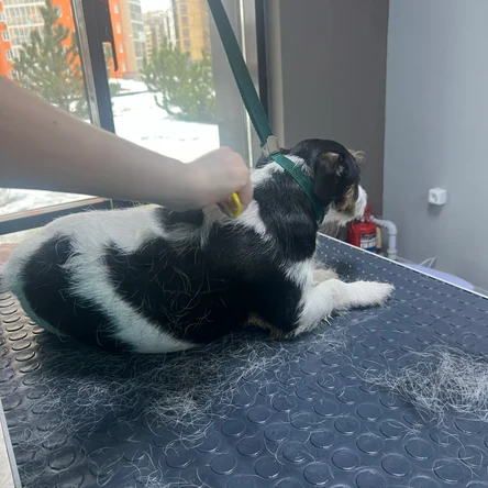 Тримминг для жесткошерстных собак